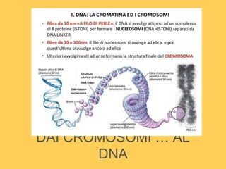 DAI CROMOSOMI … AL
DNA
 