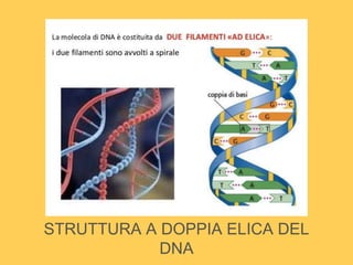 STRUTTURA A DOPPIA ELICA DEL
DNA
 