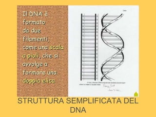 STRUTTURA SEMPLIFICATA DEL
DNA
 