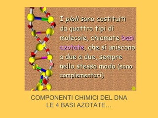 COMPONENTI CHIMICI DEL DNA
LE 4 BASI AZOTATE…
 