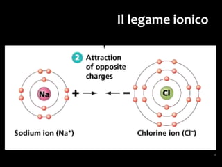 I legami covalenti
Sono formati dalla condivisione di
una coppia di elettroni,
di solito uno per ciascun atomo
che partecipa al legame.
 