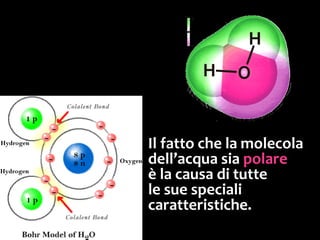 Molecole apolari
Queste molecole prive di polarità
sono dette apolari.
Il più tipico esempio di molecole apolari sono
i lipidi,
ad esempio gli olii e i grassi..
 