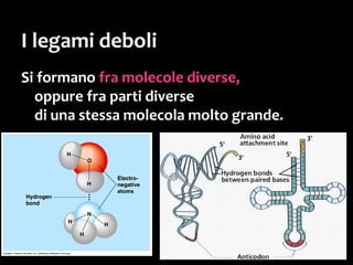 Dipoli indotti
Questi legami si chiamano
interazioni fra dipoli indotti
o forze di London
Sono legami efficaci solo
se le molecole sono grandi,
perché ciascuno di essi è debolissimo,
ma se ce ne sono tanti,
«l’unione fa la forza»...
ed essi riescono a far “aderire”
le molecole fra loro.
 