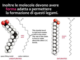 La stearina non ha doppi legami C=C:
le catene di acidi grassi sono parallele,
quindi possono formare molti legami deboli;
di conseguenza il punto di fusione è relativamente alto
(55°C):
la stearina (presente nella cera delle candele, per esempio)
infatti è solida a temperatura ambiente!
 