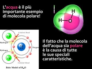 La molecola d’acqua
Qui sotto, lo schema della struttura di una molecola d’acqua.
I colori evidenziano la polarità:
area fucsia= addensamento di cariche negative
area verde = addensamento di cariche positive
 