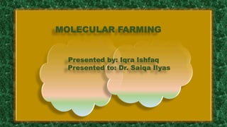 MOLECULAR FARMING
Presented by: Iqra Ishfaq
Presented to: Dr. Saiqa Ilyas
 