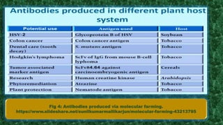 Fig 4: Antibodies produced via molecular farming.
https://www.slideshare.net/sunilkumarmallikarjun/molecular-farming-43213795
 