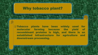  Tobacco plants have been widely used for
molecular farming because the yield of
recombinant proteins is high, and there is an
established infrastructure for agriculture and
downstream processing.
Why tobacco plant?
 
