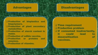 Advantages Disadvantages
 Production of bioplastics and
biopolymers.
 Production of plant secondary
metabolites.
 Production of starch content in
maize.
 Production of edible vaccine.
 Production or proteins and
enzymes.
 Production of vitamins.
 Time requirement
 Production problem
 If consumed inadvertently,
it could lead to
desensitization of
vaccines.
 