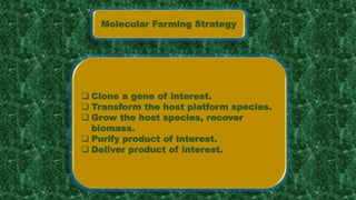 Molecular Farming Strategy
 Clone a gene of interest.
 Transform the host platform species.
 Grow the host species, recover
biomass.
 Purify product of interest.
 Deliver product of interest.
 