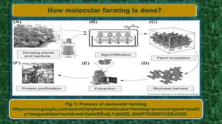 Fig 1: Process of molecular farming
https://www.google.com/search?q=plant+molecular+farming+process+good+qualit
y+images&tbm=isch&ved=2ahUKEwjL7vjb6ZD_AhUPTKQEHYUZBJUQ2.
How molecular farming is done?
 