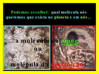 Podemos escolher:   qual molécula nós queremos que exista no  planeta  e em  nós ...  ... a molécula do  amor   ou  a molécula da  destruição ? 