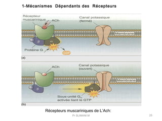 Pr SLIMANI.M 25
Récepteurs muscariniques de L’Ach:
1-Mécanismes Dépendants des Récepteurs
 