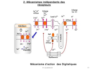 Pr SLIMANI.M 41
Mécanisme d’action des Digitaliques
2 -Mécanismes indépendants des
récepteurs
 
