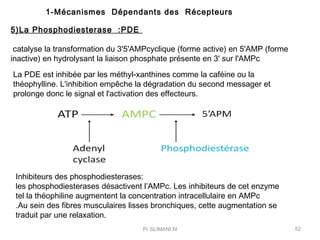Inhibiteurs des phosphodiesterases:
les phosphodiesterases désactivent l’AMPc. Les inhibiteurs de cet enzyme
tel la théoph...