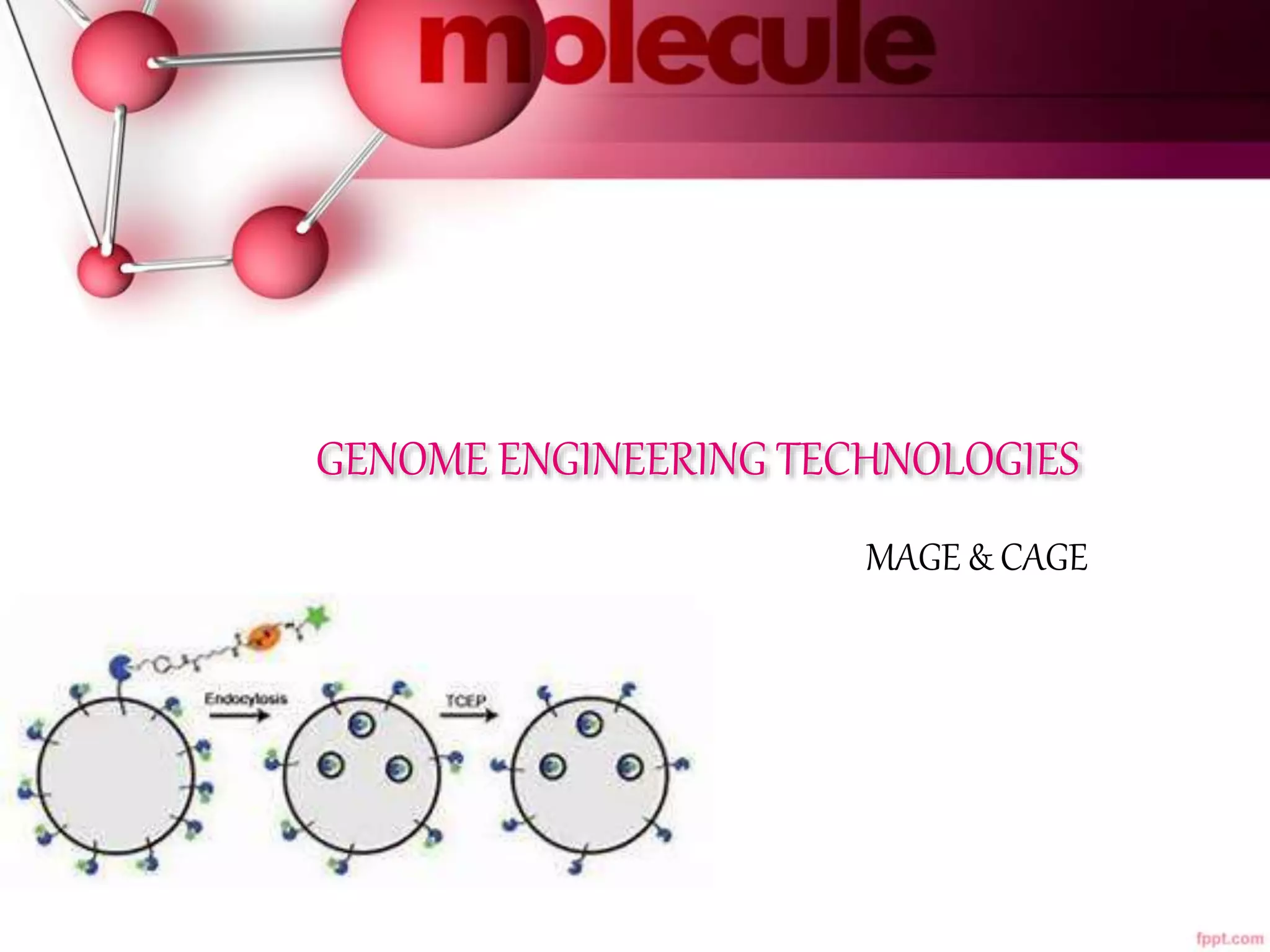 Expanded Genetic Code Engineering Pptx