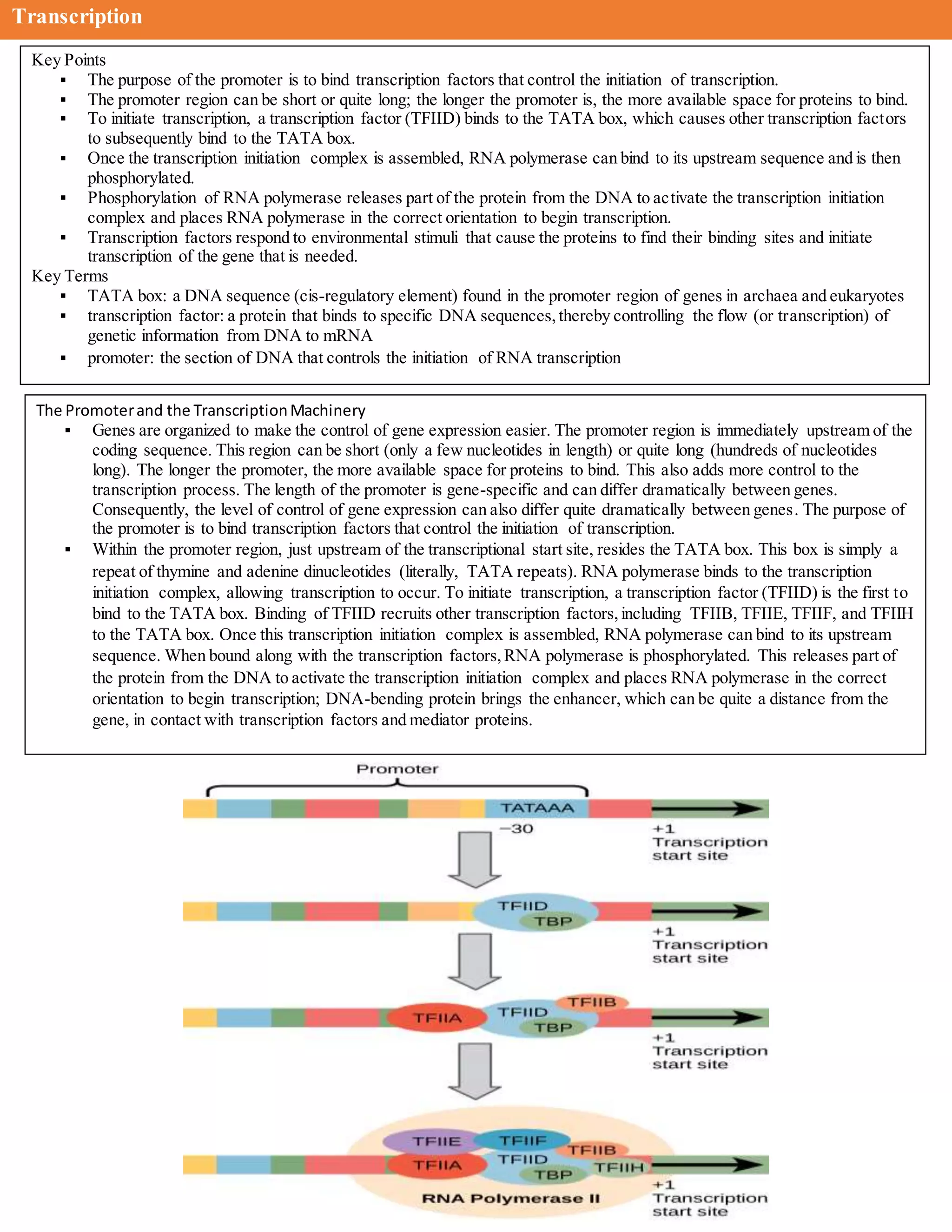 Transcription
Key Points
 The purpose of the promoter is to bind transcription factors that control the initiation of transcription.
 The promoter region can be short or quite long; the longer the promoter is, the more available space for proteins to bind.
 To initiate transcription, a transcription factor (TFIID) binds to the TATA box, which causes other transcription factors
to subsequently bind to the TATA box.
 Once the transcription initiation complex is assembled, RNA polymerase can bind to its upstream sequence and is then
phosphorylated.
 Phosphorylation of RNA polymerase releases part of the protein from the DNA to activate the transcription initiation
complex and places RNA polymerase in the correct orientation to begin transcription.
 Transcription factors respond to environmental stimuli that cause the proteins to find their binding sites and initiate
transcription of the gene that is needed.
Key Terms
 TATA box: a DNA sequence (cis-regulatory element) found in the promoter region of genes in archaea and eukaryotes
 transcription factor: a protein that binds to specific DNA sequences,thereby controlling the flow (or transcription) of
genetic information from DNA to mRNA
 promoter: the section of DNA that controls the initiation of RNA transcription
The Promoterand the TranscriptionMachinery
 Genes are organized to make the control of gene expression easier. The promoter region is immediately upstream of the
coding sequence. This region can be short (only a few nucleotides in length) or quite long (hundreds of nucleotides
long). The longer the promoter, the more available space for proteins to bind. This also adds more control to the
transcription process. The length of the promoter is gene-specific and can differ dramatically between genes.
Consequently, the level of control of gene expression can also differ quite dramatically between genes. The purpose of
the promoter is to bind transcription factors that control the initiation of transcription.
 Within the promoter region, just upstream of the transcriptional start site, resides the TATA box. This box is simply a
repeat of thymine and adenine dinucleotides (literally, TATA repeats). RNA polymerase binds to the transcription
initiation complex, allowing transcription to occur. To initiate transcription, a transcription factor (TFIID) is the first to
bind to the TATA box. Binding of TFIID recruits other transcription factors,including TFIIB, TFIIE, TFIIF, and TFIIH
to the TATA box. Once this transcription initiation complex is assembled, RNA polymerase can bind to its upstream
sequence. When bound along with the transcription factors,RNA polymerase is phosphorylated. This releases part of
the protein from the DNA to activate the transcription initiation complex and places RNA polymerase in the correct
orientation to begin transcription; DNA-bending protein brings the enhancer, which can be quite a distance from the
gene, in contact with transcription factors and mediator proteins.
 