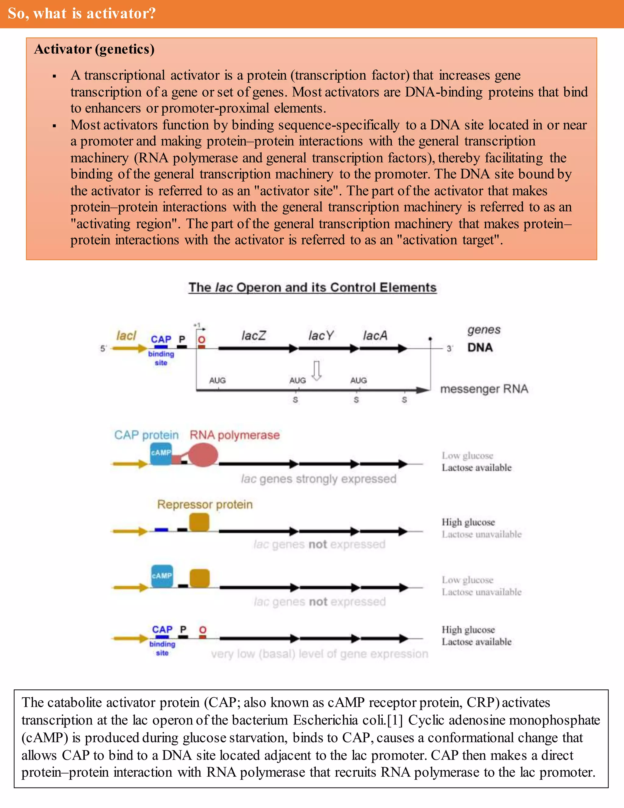 So, what is activator?
Activator (genetics)
 A transcriptional activator is a protein (transcription factor) that increases gene
transcription of a gene or set of genes. Most activators are DNA-binding proteins that bind
to enhancers or promoter-proximal elements.
 Most activators function by binding sequence-specifically to a DNA site located in or near
a promoter and making protein–protein interactions with the general transcription
machinery (RNA polymerase and general transcription factors), thereby facilitating the
binding of the general transcription machinery to the promoter. The DNA site bound by
the activator is referred to as an "activator site". The part of the activator that makes
protein–protein interactions with the general transcription machinery is referred to as an
"activating region". The part of the general transcription machinery that makes protein–
protein interactions with the activator is referred to as an "activation target".
The catabolite activator protein (CAP; also known as cAMP receptor protein, CRP)activates
transcription at the lac operon of the bacterium Escherichia coli.[1] Cyclic adenosine monophosphate
(cAMP) is produced during glucose starvation, binds to CAP, causes a conformational change that
allows CAP to bind to a DNA site located adjacent to the lac promoter. CAP then makes a direct
protein–protein interaction with RNA polymerase that recruits RNA polymerase to the lac promoter.
 