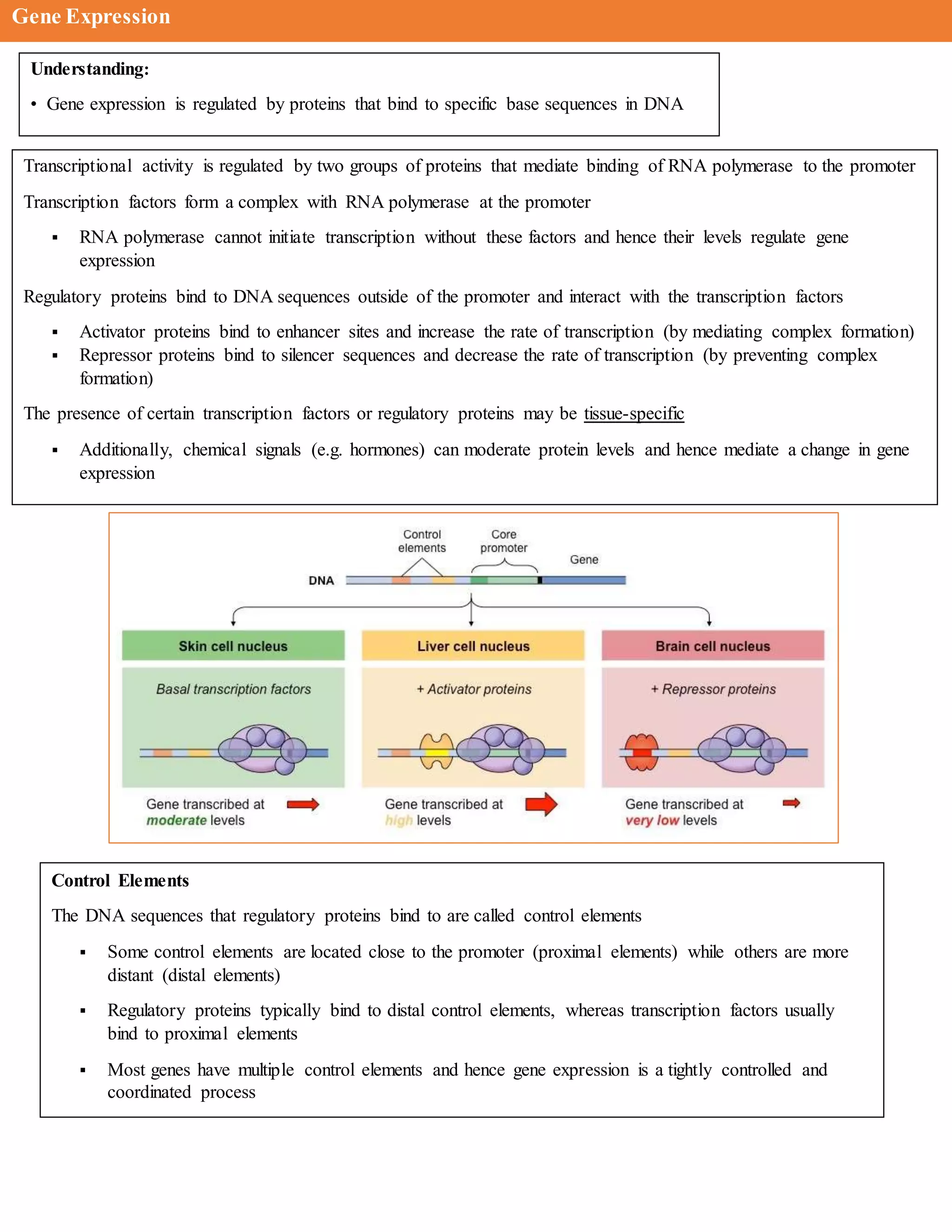 Gene Expression
Understanding:
• Gene expression is regulated by proteins that bind to specific base sequences in DNA
Transcriptional activity is regulated by two groups of proteins that mediate binding of RNA polymerase to the promoter
Transcription factors form a complex with RNA polymerase at the promoter
 RNA polymerase cannot initiate transcription without these factors and hence their levels regulate gene
expression
Regulatory proteins bind to DNA sequences outside of the promoter and interact with the transcription factors
 Activator proteins bind to enhancer sites and increase the rate of transcription (by mediating complex formation)
 Repressor proteins bind to silencer sequences and decrease the rate of transcription (by preventing complex
formation)
The presence of certain transcription factors or regulatory proteins may be tissue-specific
 Additionally, chemical signals (e.g. hormones) can moderate protein levels and hence mediate a change in gene
expression
Control Elements
The DNA sequences that regulatory proteins bind to are called control elements
 Some control elements are located close to the promoter (proximal elements) while others are more
distant (distal elements)
 Regulatory proteins typically bind to distal control elements, whereas transcription factors usually
bind to proximal elements
 Most genes have multiple control elements and hence gene expression is a tightly controlled and
coordinated process
 