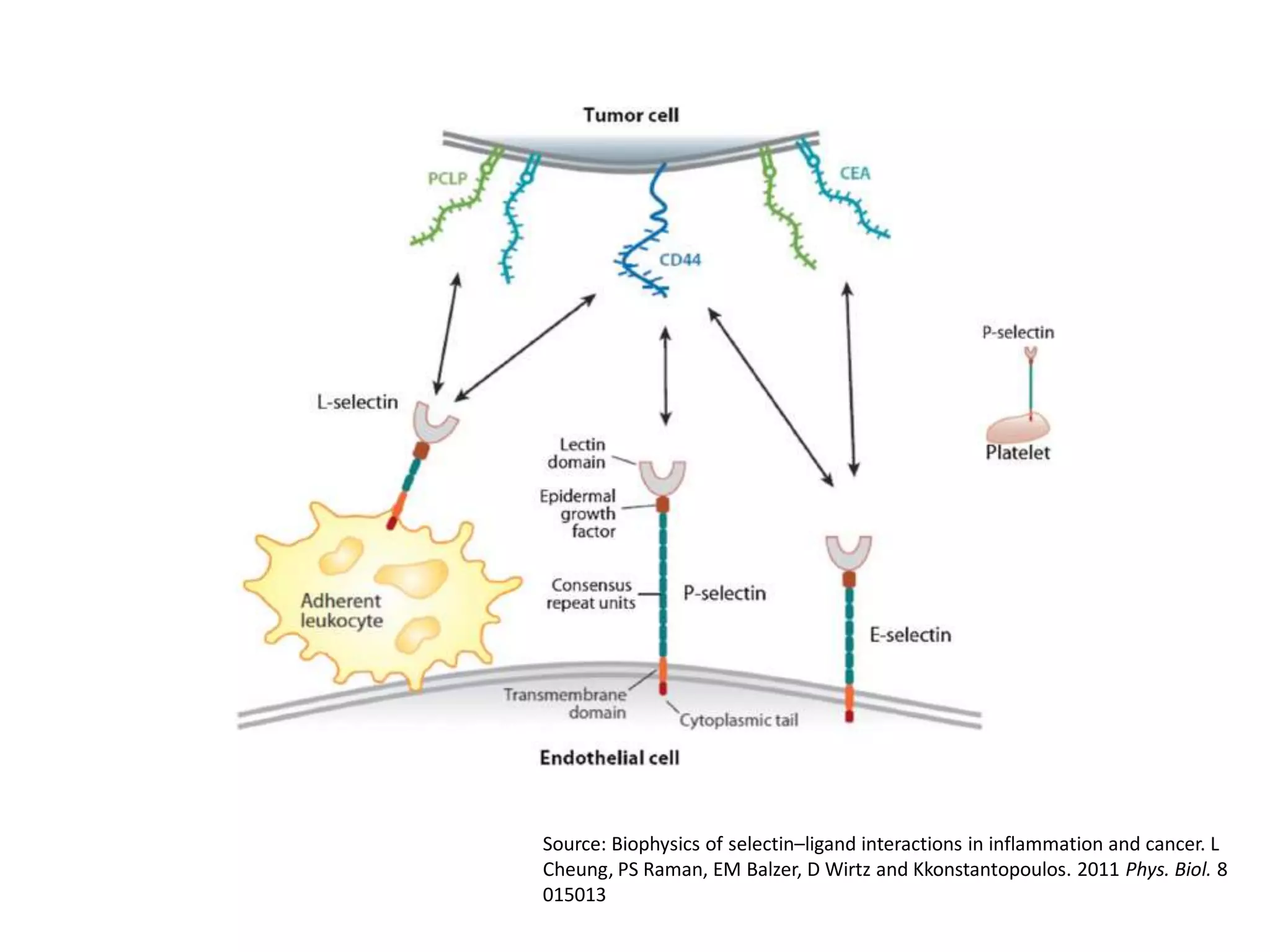 Source: Biophysics of selectin–ligand interactions in inflammation and cancer. L
Cheung, PS Raman, EM Balzer, D Wirtz and Kkonstantopoulos. 2011 Phys. Biol. 8
015013
 