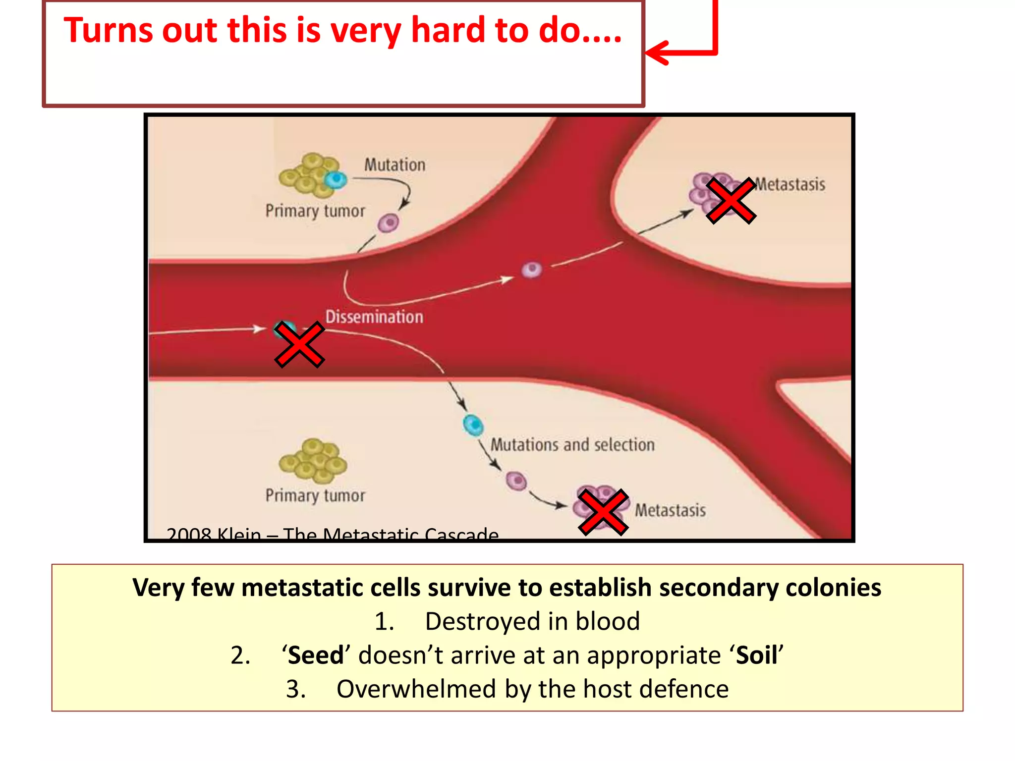 Turns out this is very hard to do....
Very few metastatic cells survive to establish secondary colonies
1. Destroyed in blood
2. ‘Seed’ doesn’t arrive at an appropriate ‘Soil’
3. Overwhelmed by the host defence
2008 Klein – The Metastatic Cascade
 