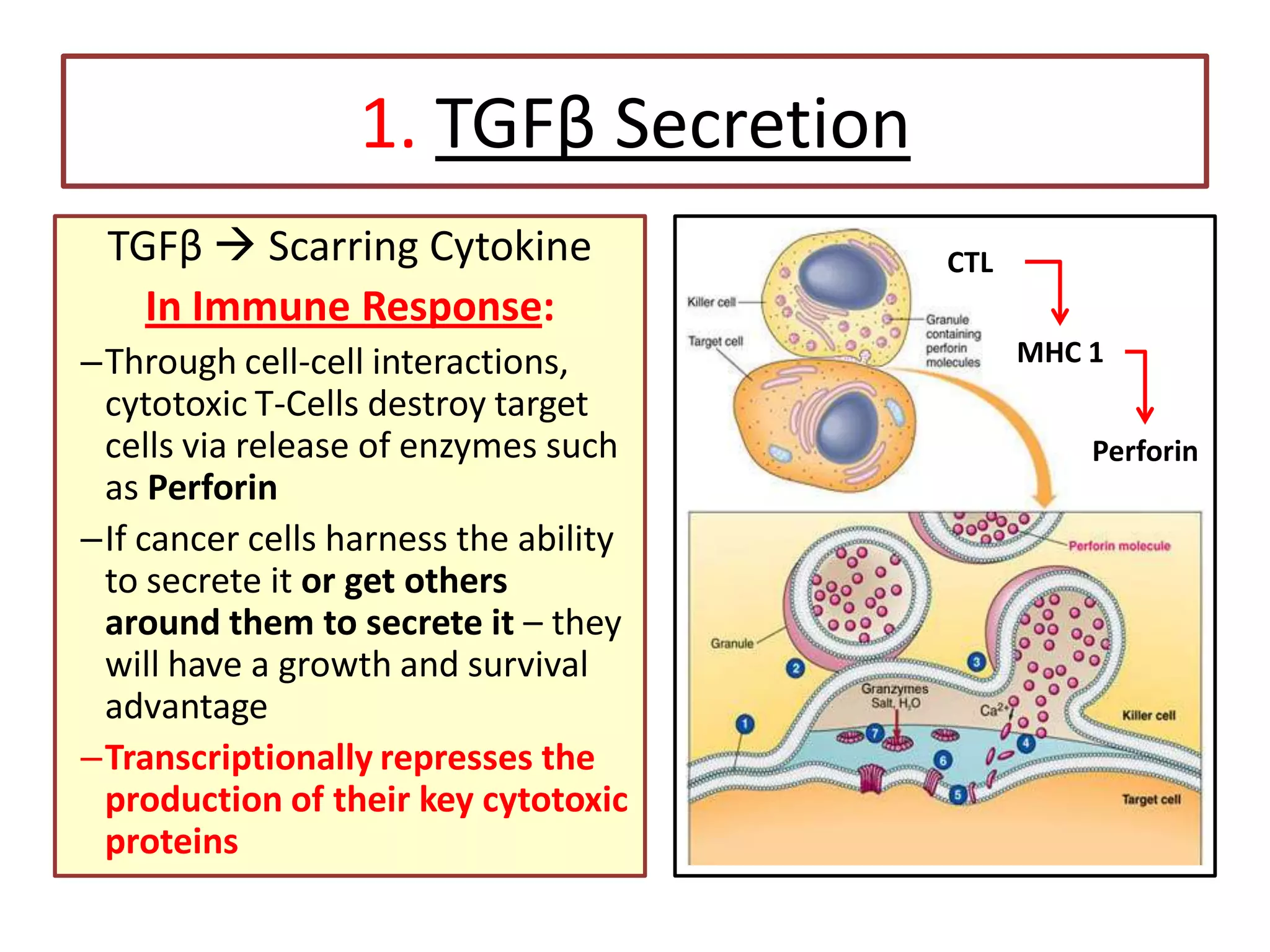 1. TGFβ Secretion
TGFβ  Scarring Cytokine
In Immune Response:
–Through cell-cell interactions,
cytotoxic T-Cells destroy target
cells via release of enzymes such
as Perforin
–If cancer cells harness the ability
to secrete it or get others
around them to secrete it – they
will have a growth and survival
advantage
–Transcriptionally represses the
production of their key cytotoxic
proteins
CTL
MHC 1
Perforin
 