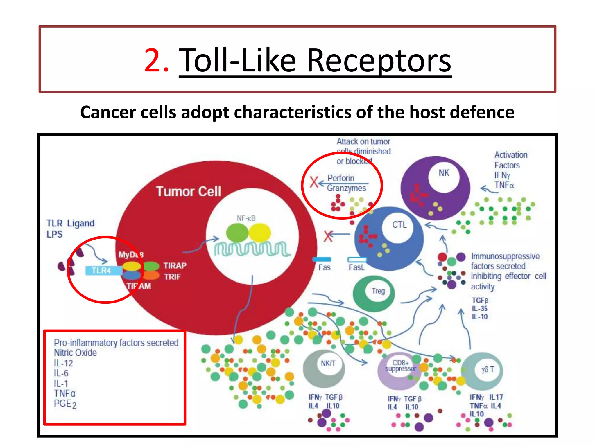 2. Toll-Like Receptors
Cancer cells adopt characteristics of the host defence
 