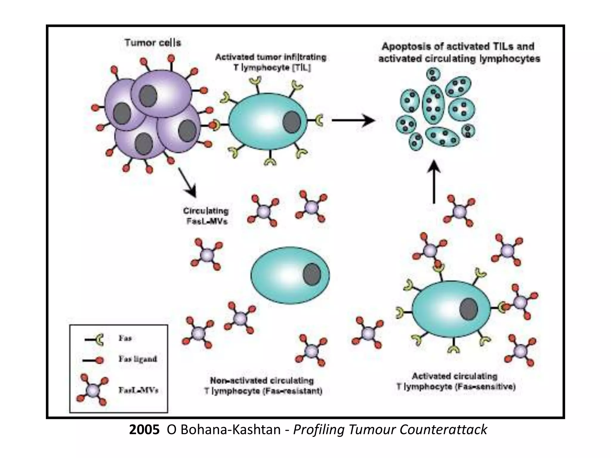 2005 O Bohana-Kashtan - Profiling Tumour Counterattack
 