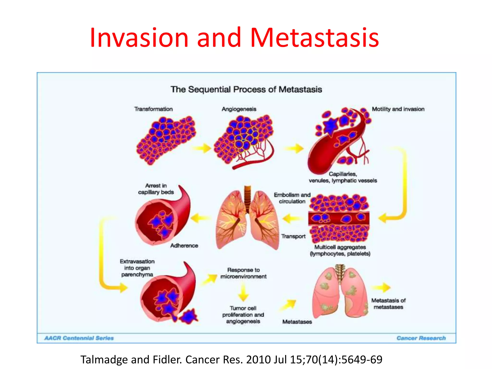 Invasion and Metastasis
Talmadge and Fidler. Cancer Res. 2010 Jul 15;70(14):5649-69
 