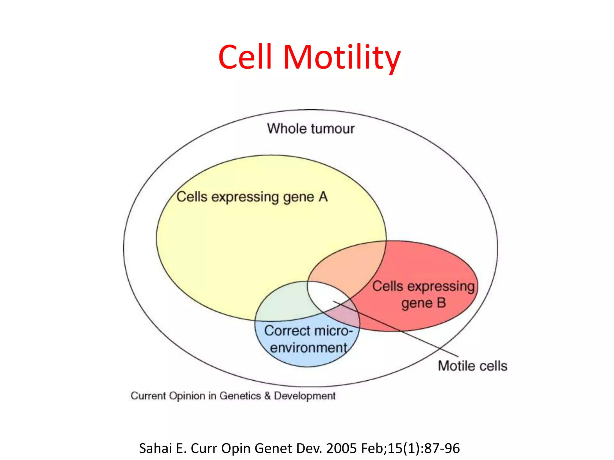 Cell Motility
Sahai E. Curr Opin Genet Dev. 2005 Feb;15(1):87-96
 