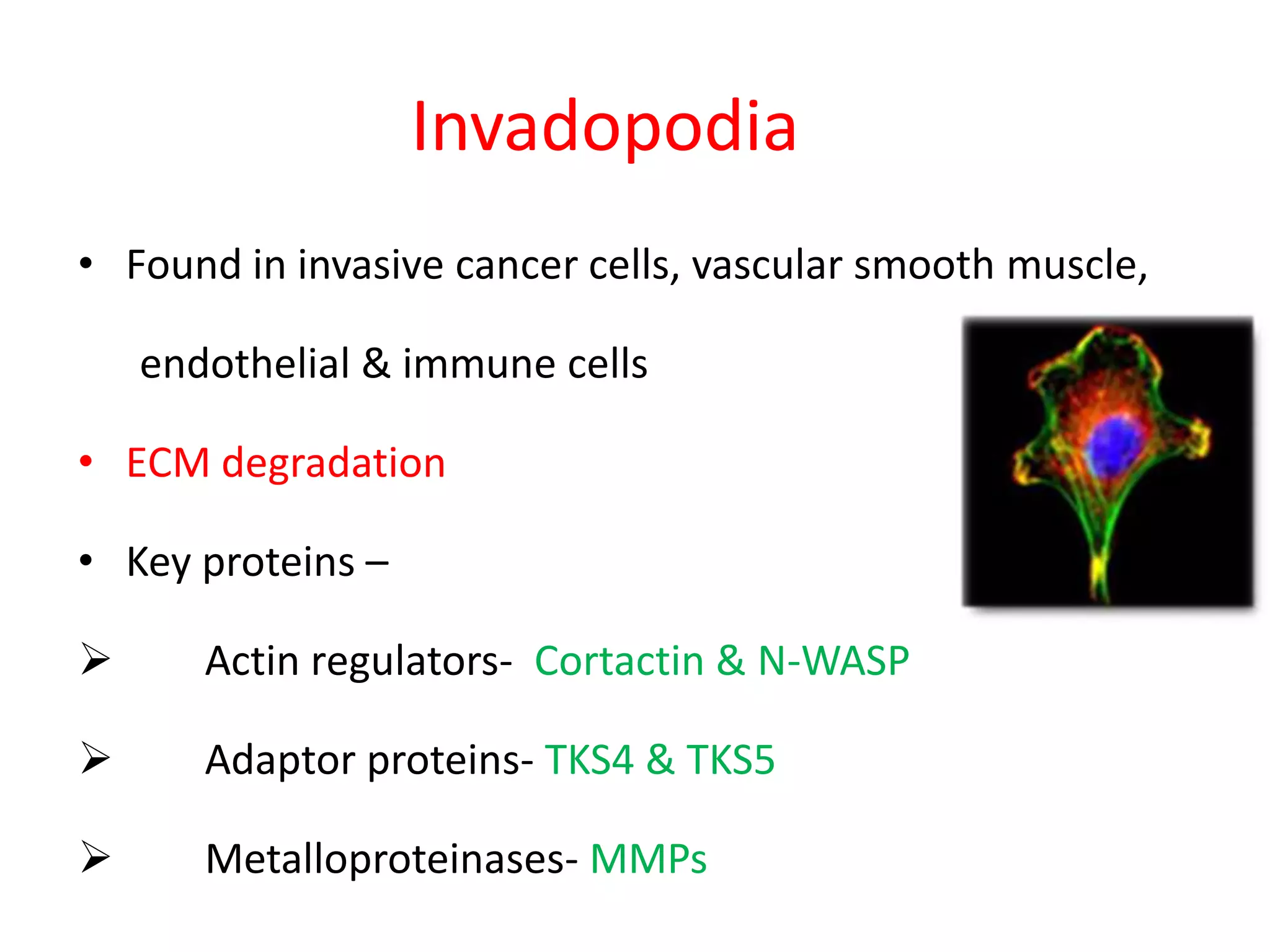 Invadopodia
• Found in invasive cancer cells, vascular smooth muscle,
endothelial & immune cells
• ECM degradation
• Key proteins –
 Actin regulators- Cortactin & N-WASP
 Adaptor proteins- TKS4 & TKS5
 Metalloproteinases- MMPs
 