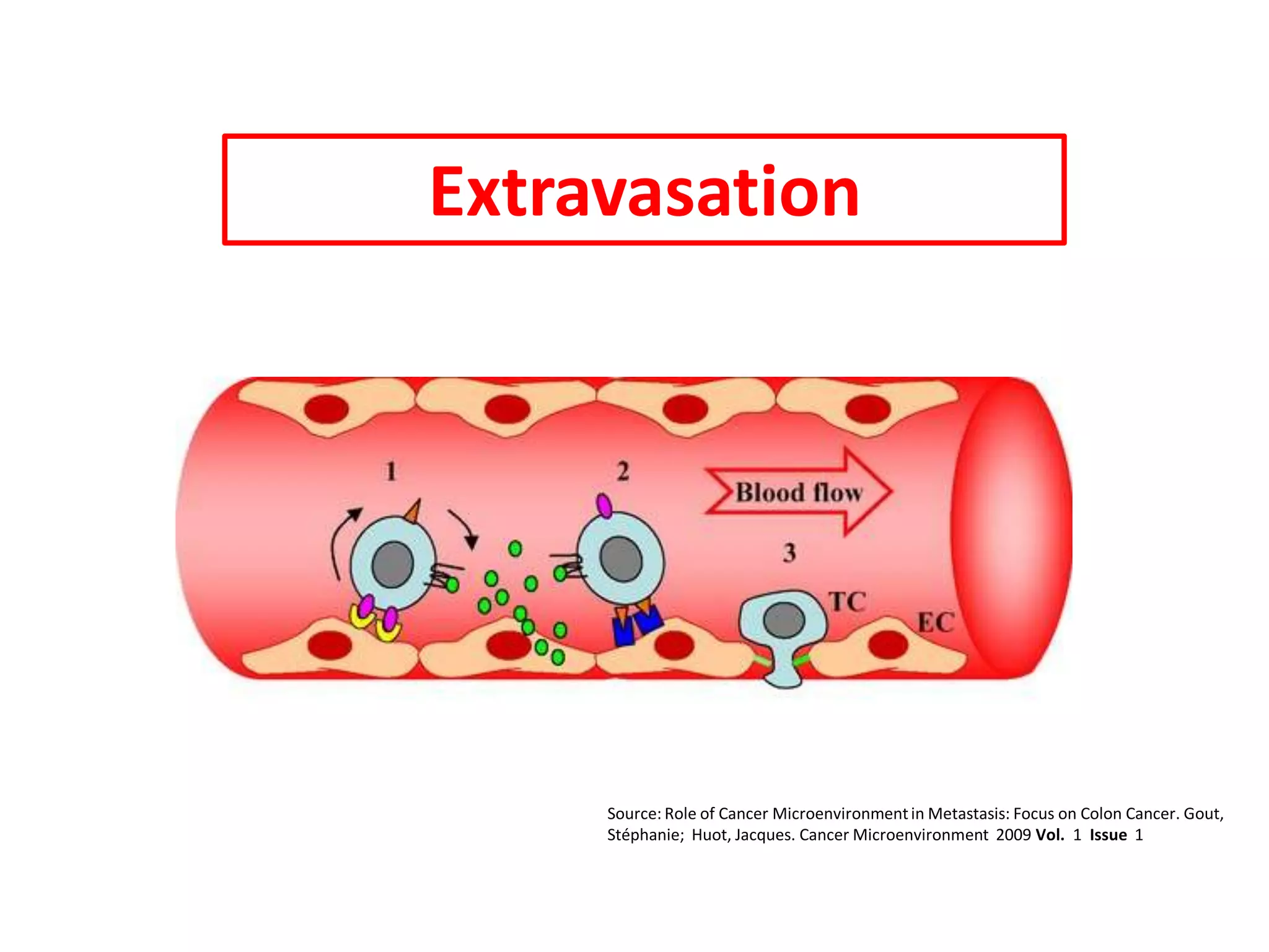 Extravasation
Source: Role of Cancer Microenvironmentin Metastasis: Focus on Colon Cancer. Gout,
Stéphanie; Huot, Jacques. Cancer Microenvironment 2009 Vol. 1 Issue 1
 