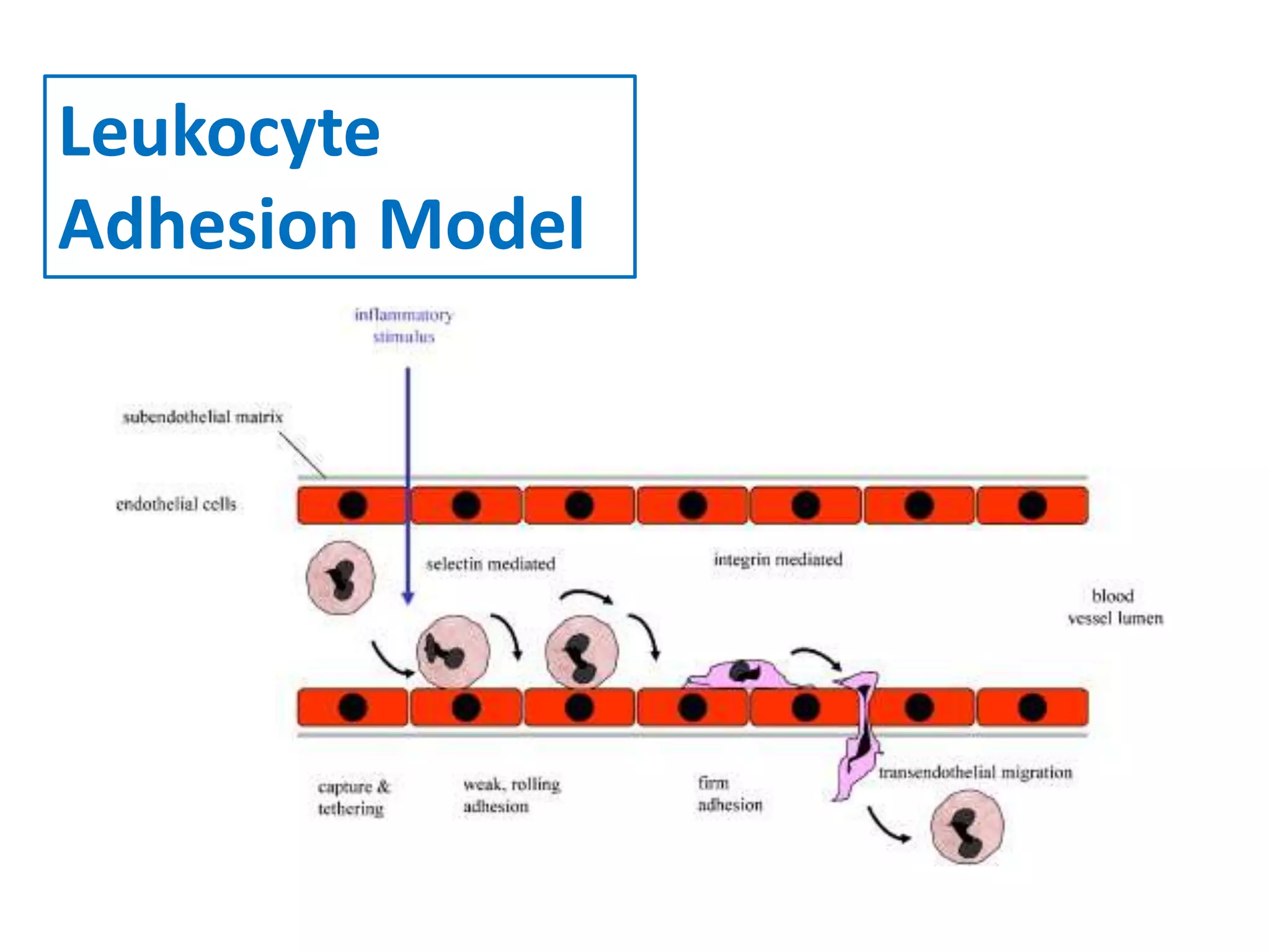 Leukocyte
Adhesion Model
 