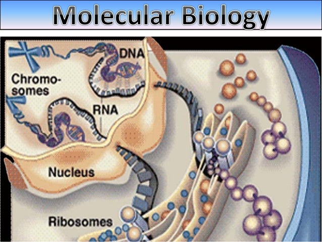 Molecular Biology
