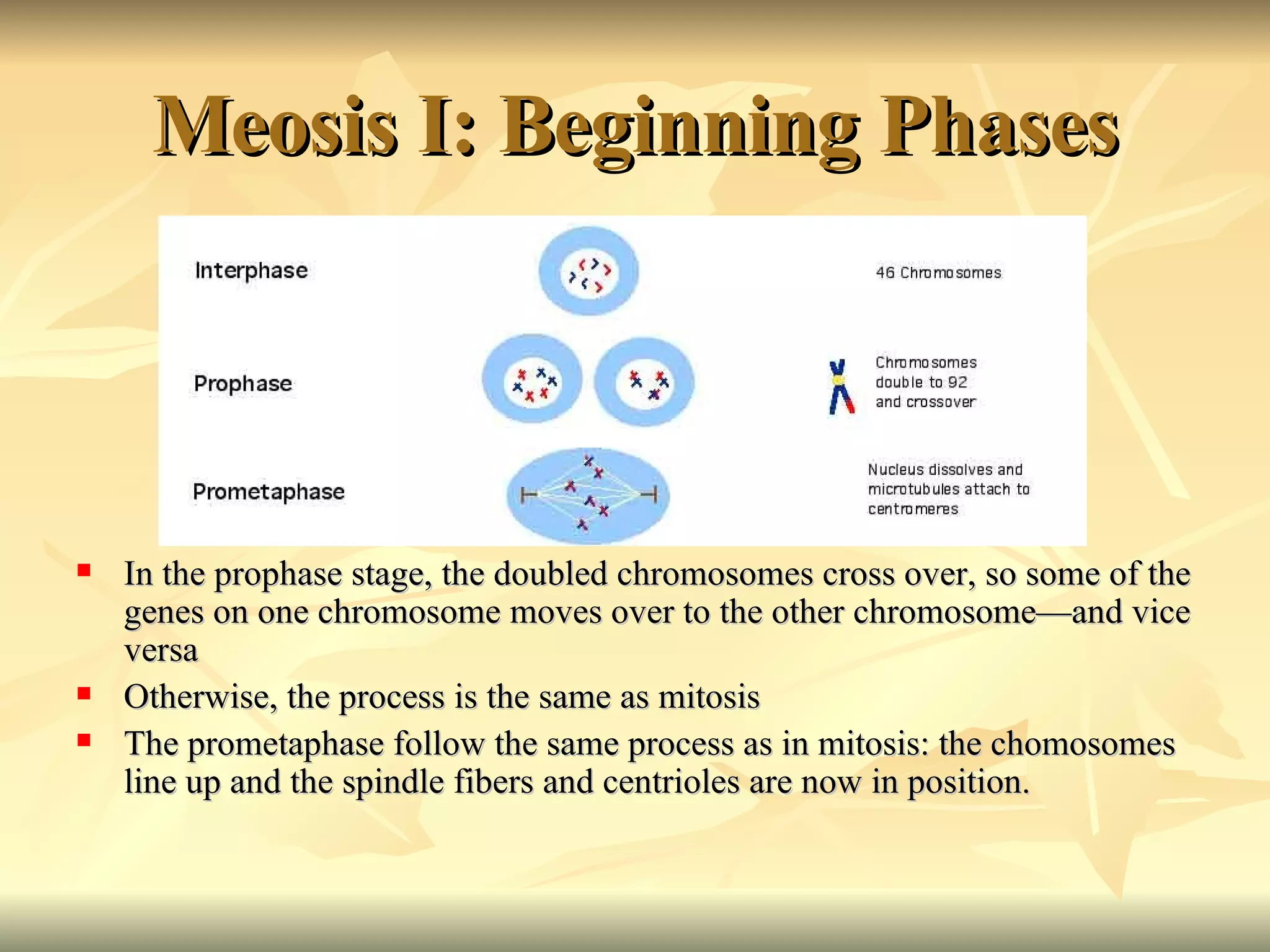 Meosis I: Beginning Phases In the prophase stage, the doubled chromosomes cross over, so some of the genes on one chromosome moves over to the other chromosome—and vice versa Otherwise, the process is the same as mitosis The prometaphase follow the same process as in mitosis: the chomosomes line up and the spindle fibers and centrioles are now in position.  