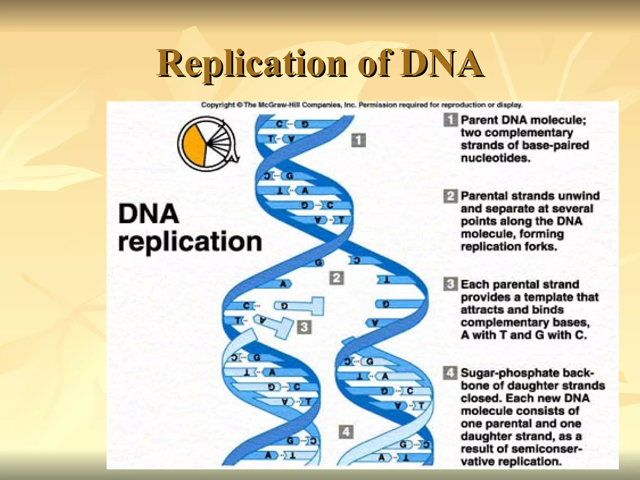 Replication of DNA 