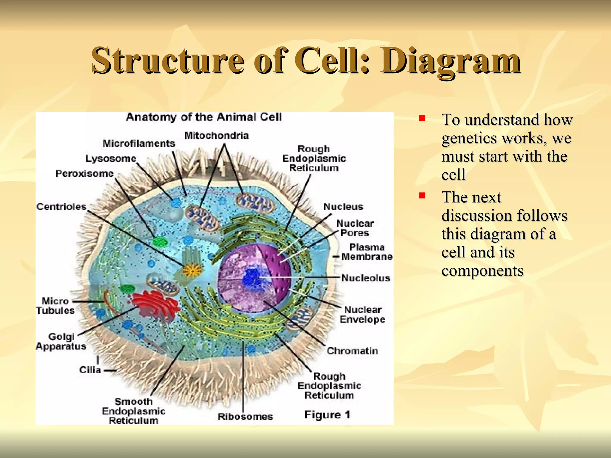 Structure of Cell: Diagram To understand how genetics works, we must start with the cell The next discussion follows this diagram of a cell and its components 