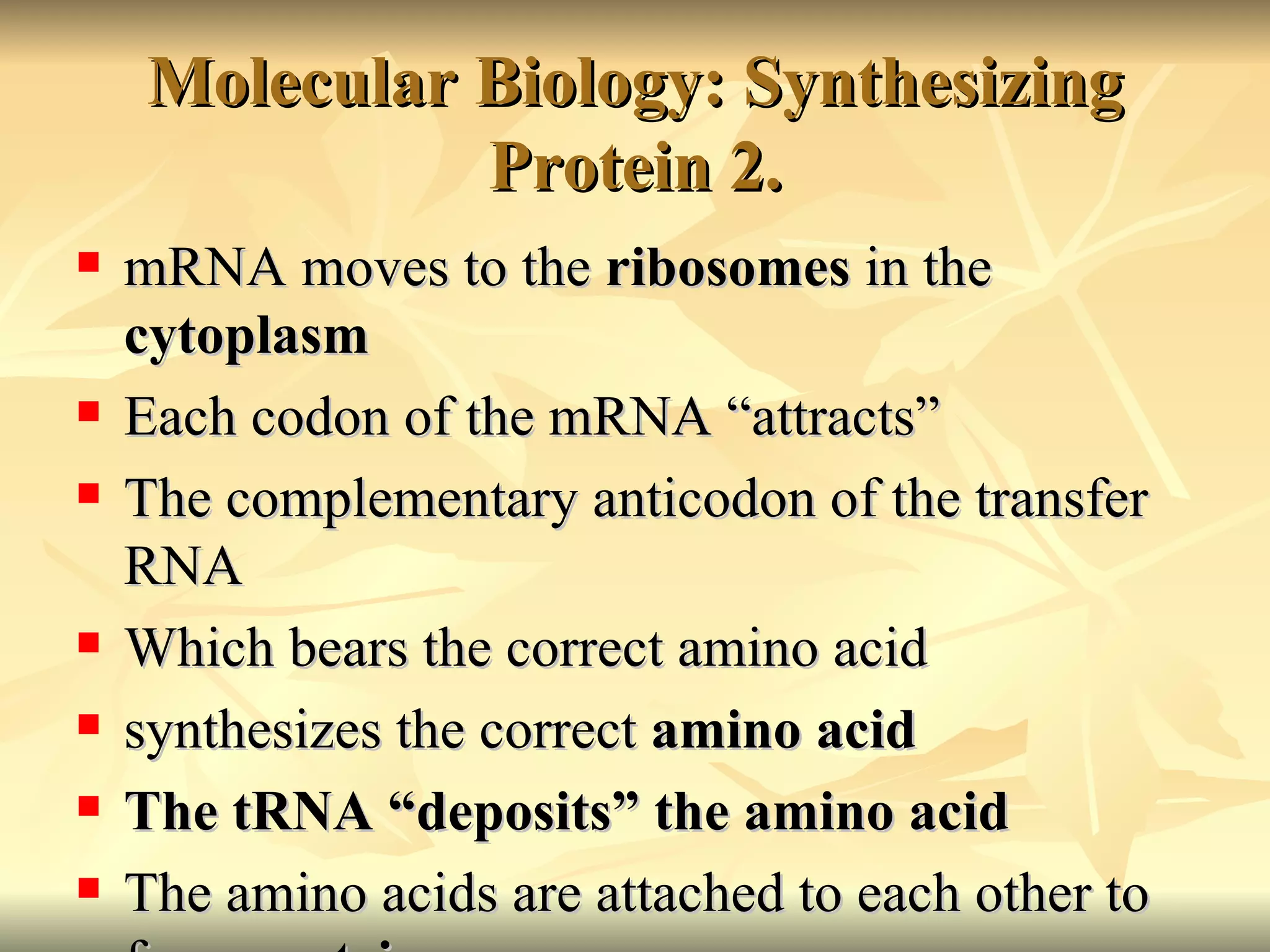Molecular Biology: Synthesizing Protein 2. mRNA moves to the  ribosomes  in the  cytoplasm Each codon of the mRNA “attracts” The complementary anticodon of the transfer RNA Which bears the correct amino acid synthesizes the correct  amino acid The tRNA “deposits” the amino acid The amino acids are attached to each other to form  proteins 