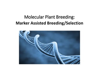 Molecular Plant Breeding:
Marker Assisted Breeding/Selection
 