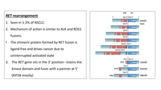 RET rearrangement
1. Seen in 1-2% of NSCLC.
2. Mechanism of action is similar to ALK and ROS1
fusions.
• The chimeric protein formed by RET fusion is
ligand free and drives cancer due to
uninterrupted activated state
3. The RET gene sits in the 3’ position- retains the
kinase domain and fuses with a partner at 5’
(KIF5B mostly)
 