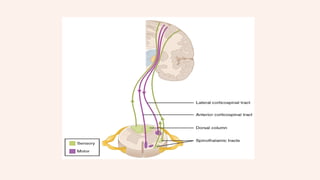 Introduction to nervous system Neuron structure , function and types | PPTX