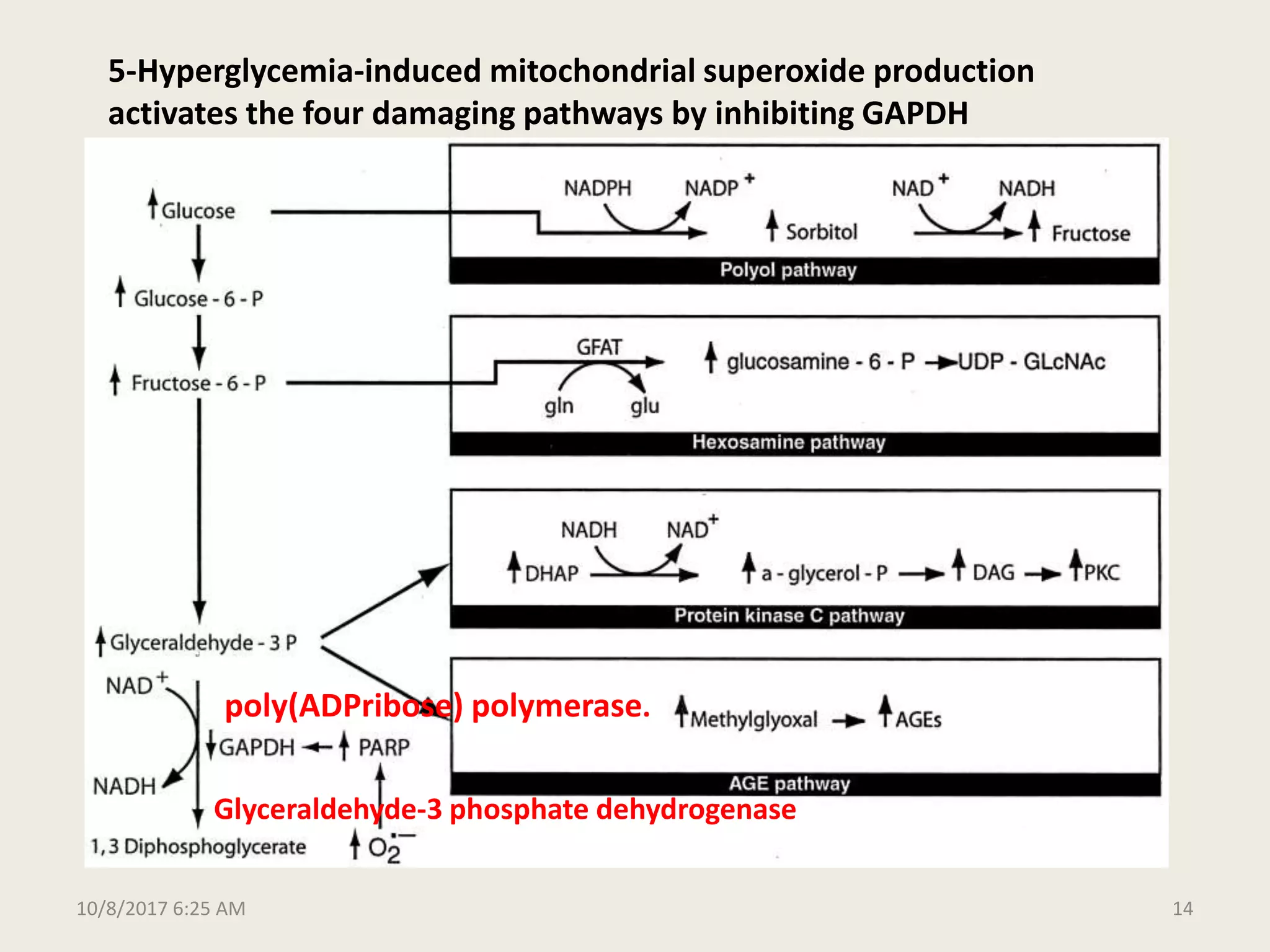 Molecular and biochemical mechanisms of diabetic complications final | PPTX