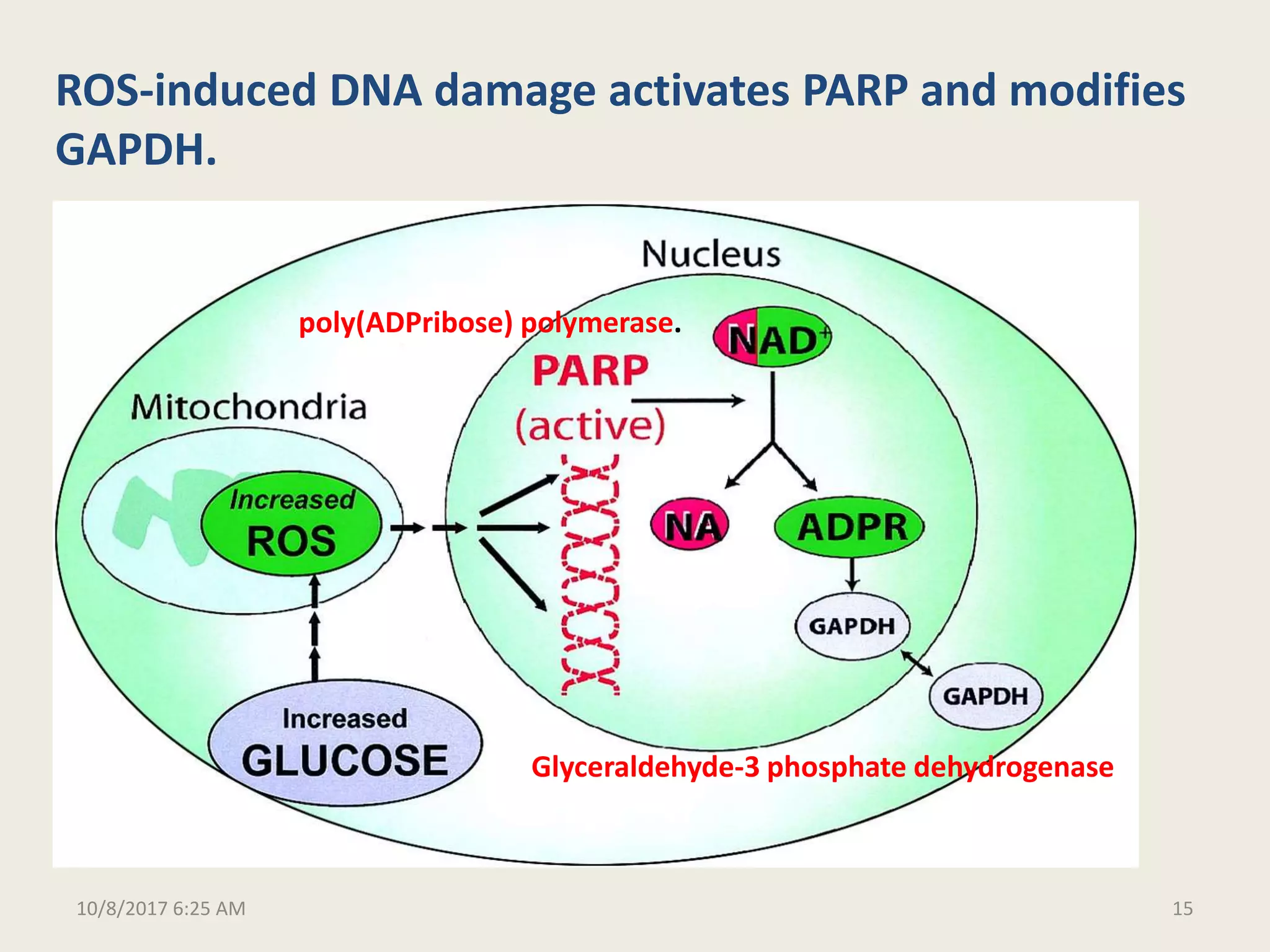 Molecular and biochemical mechanisms of diabetic complications final | PPTX