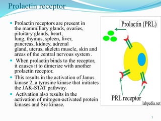 Molecular and cellular action of prolactin
