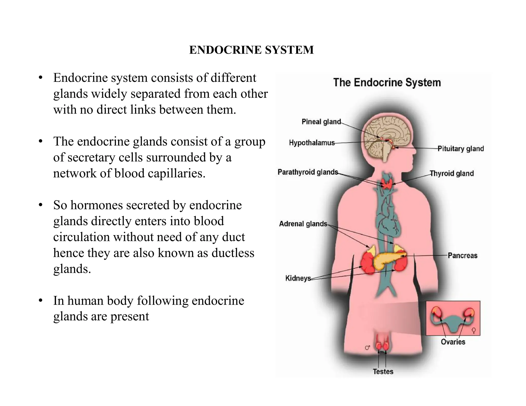 Molecular and cellular mechanism of action of Growth hormone.pdf