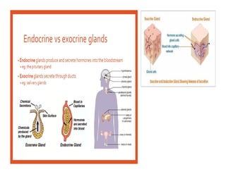 Molecular and cellular mechanism of action of Growth hormone.pdf