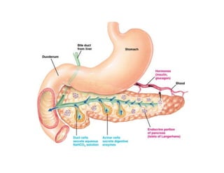 Molecular and cellular mechanism of action of Growth hormone.pdf