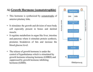 Molecular and cellular mechanism of action of Growth hormone.pdf