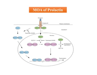 Molecular and cellular mechanism of action of Growth hormone.pdf
