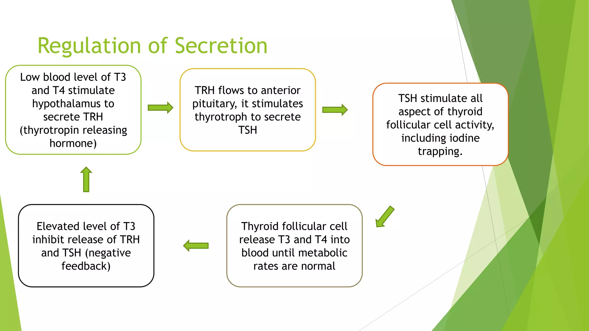 Regulation of Secretion
Low blood level of T3
and T4 stimulate
hypothalamus to
secrete TRH
(thyrotropin releasing
hormone)
TRH flows to anterior
pituitary, it stimulates
thyrotroph to secrete
TSH
TSH stimulate all
aspect of thyroid
follicular cell activity,
including iodine
trapping.
Thyroid follicular cell
release T3 and T4 into
blood until metabolic
rates are normal
Elevated level of T3
inhibit release of TRH
and TSH (negative
feedback)
 